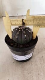 ASTROPHYTUM ASTERIAS “Purple”  Nº 1012 – vaso 09 - Imagem 4