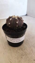 MATRIZ ASTROPHYTUM ASTERIAS “Purple” Nº 1031 – vaso 09 - Imagem 9