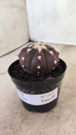MATRIZ ASTROPHYTUM ASTERIAS “Purple” Nº 1031 – vaso 09 - Imagem 8