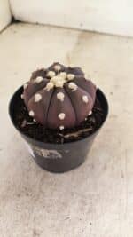 MATRIZ ASTROPHYTUM ASTERIAS “Purple” Nº 1031 – vaso 09 - Imagem 7