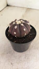MATRIZ ASTROPHYTUM ASTERIAS “Purple” Nº 1031 – vaso 09 - Imagem 6