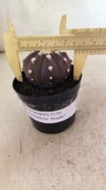 MATRIZ ASTROPHYTUM ASTERIAS “Purple” Nº 1031 – vaso 09 - Imagem 4