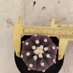 MATRIZ ASTROPHYTUM ASTERIAS “Purple”  Nº 1031 – vaso 09