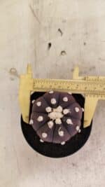 MATRIZ ASTROPHYTUM ASTERIAS “Purple” Nº 1031 – vaso 09