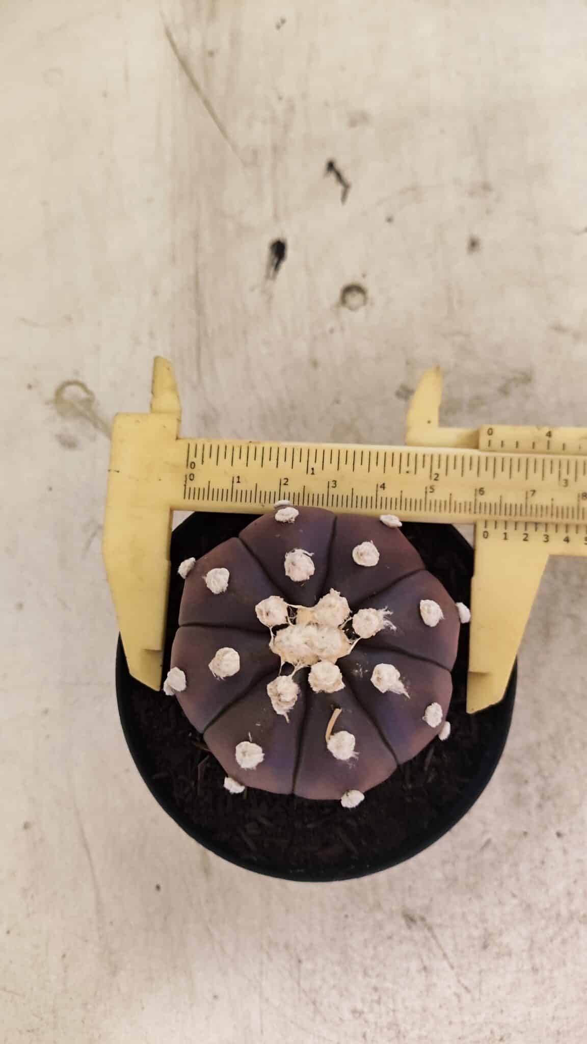 ASTERIAS PURPLE 1031 (8) MATRIZ ASTROPHYTUM ASTERIAS “Purple” Nº 1031 – vaso 09 - Imagem 1