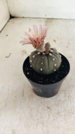 MATRIZ ASTROPHYTUM ASTERIAS “Purple”  Nº 1032 – vaso 09 - Imagem 6