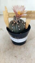 MATRIZ ASTROPHYTUM ASTERIAS “Purple”  Nº 1032 – vaso 09 - Imagem 4