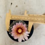 MATRIZ ASTROPHYTUM ASTERIAS “Purple”  Nº 1032 – vaso 09