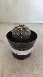 MATRIZ ASTROPHYTUM ASTERIAS “Purple” Nº 1033 – vaso 09 - Imagem 2