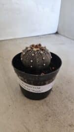 MATRIZ ASTROPHYTUM ASTERIAS “Purple” Nº 1033 – vaso 09 - Imagem 9