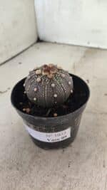 MATRIZ ASTROPHYTUM ASTERIAS “Purple” Nº 1033 – vaso 09 - Imagem 8