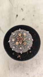 MATRIZ ASTROPHYTUM ASTERIAS “Purple” Nº 1033 – vaso 09 - Imagem 3