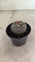 MATRIZ ASTROPHYTUM ASTERIAS “Purple” Nº 1033 – vaso 09 - Imagem 7