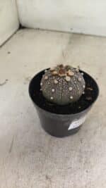 MATRIZ ASTROPHYTUM ASTERIAS “Purple” Nº 1033 – vaso 09 - Imagem 6