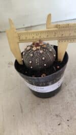 MATRIZ ASTROPHYTUM ASTERIAS “Purple” Nº 1033 – vaso 09 - Imagem 4