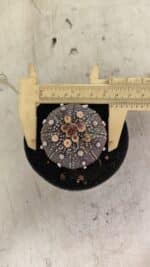 MATRIZ ASTROPHYTUM ASTERIAS “Purple” Nº 1033 – vaso 09