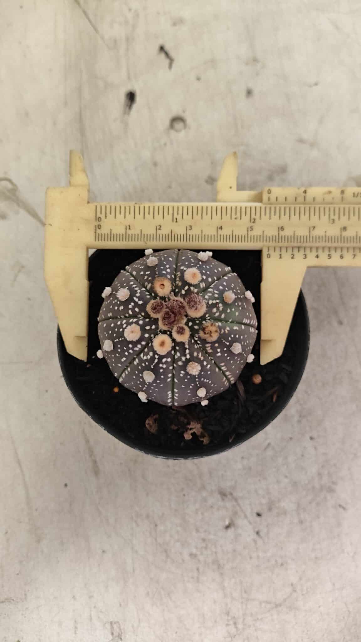 ASTERIAS PURPLE 1033 (8) MATRIZ ASTROPHYTUM ASTERIAS “Purple” Nº 1033 – vaso 09 - Imagem 1