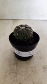 ASTROPHYTUM ASTERIAS “Purple” Nº 1036 – vaso 09 - Imagem 2