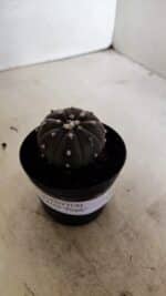 ASTROPHYTUM ASTERIAS “Purple” Nº 1036 – vaso 09 - Imagem 9