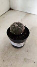 ASTROPHYTUM ASTERIAS “Purple” Nº 1036 – vaso 09 - Imagem 8