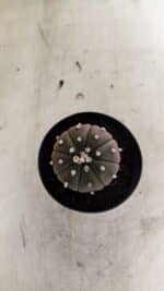 ASTROPHYTUM ASTERIAS “Purple” Nº 1036 – vaso 09 - Imagem 3