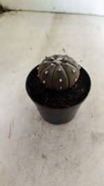 ASTROPHYTUM ASTERIAS “Purple” Nº 1036 – vaso 09 - Imagem 7