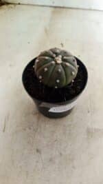 ASTROPHYTUM ASTERIAS “Purple” Nº 1036 – vaso 09 - Imagem 6