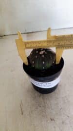 ASTROPHYTUM ASTERIAS “Purple” Nº 1036 – vaso 09 - Imagem 4