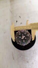 ASTROPHYTUM ASTERIAS “Purple” Nº 1036 – vaso 09