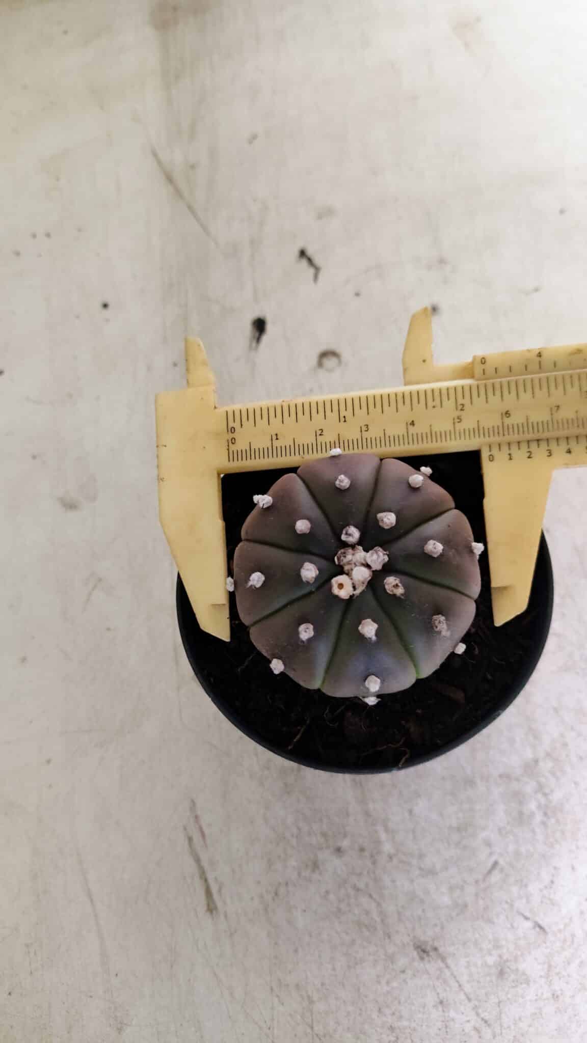 ASTERIAS PURPLE 1036 (8) ASTROPHYTUM ASTERIAS “Purple” Nº 1036 – vaso 09 - Imagem 1