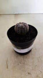 ASTROPHYTUM ASTERIAS “Purple” Nº 1037 – vaso 09 - Imagem 2