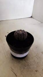 ASTROPHYTUM ASTERIAS “Purple” Nº 1037 – vaso 09 - Imagem 10