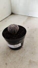 ASTROPHYTUM ASTERIAS “Purple” Nº 1037 – vaso 09 - Imagem 9