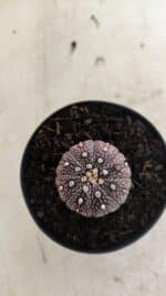 ASTROPHYTUM ASTERIAS “Purple” Nº 1037 – vaso 09 - Imagem 3