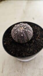ASTROPHYTUM ASTERIAS “Purple” Nº 1037 – vaso 09 - Imagem 8