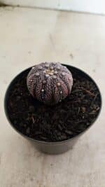 ASTROPHYTUM ASTERIAS “Purple” Nº 1037 – vaso 09 - Imagem 7