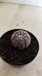 ASTROPHYTUM ASTERIAS “Purple” Nº 1037 – vaso 09 - Imagem 6