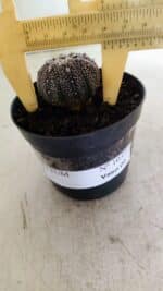 ASTROPHYTUM ASTERIAS “Purple” Nº 1037 – vaso 09 - Imagem 4