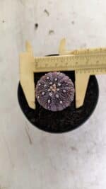 ASTROPHYTUM ASTERIAS “Purple” Nº 1037 – vaso 09