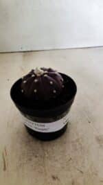 ASTROPHYTUM ASTERIAS “Purple” Nº 1038 – vaso 09 - Imagem 2