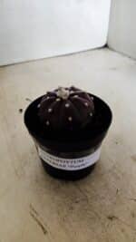 ASTROPHYTUM ASTERIAS “Purple” Nº 1038 – vaso 09 - Imagem 9