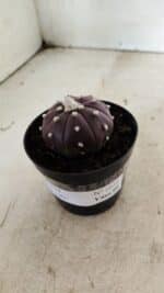 ASTROPHYTUM ASTERIAS “Purple” Nº 1038 – vaso 09 - Imagem 8