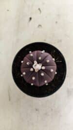 ASTROPHYTUM ASTERIAS “Purple” Nº 1038 – vaso 09 - Imagem 3