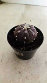 ASTROPHYTUM ASTERIAS “Purple” Nº 1038 – vaso 09 - Imagem 7