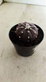 ASTROPHYTUM ASTERIAS “Purple” Nº 1038 – vaso 09 - Imagem 6