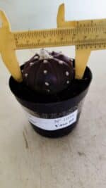 ASTROPHYTUM ASTERIAS “Purple” Nº 1038 – vaso 09