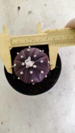 ASTROPHYTUM ASTERIAS “Purple” Nº 1038 – vaso 09 - Imagem 5