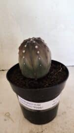 ASTROPHYTUM ASTERIAS “Purple” Nº 1039 – vaso 15 - Imagem 2
