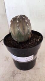 ASTROPHYTUM ASTERIAS “Purple” Nº 1039 – vaso 15 - Imagem 9