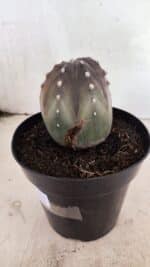 ASTROPHYTUM ASTERIAS “Purple” Nº 1039 – vaso 15 - Imagem 8